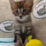 Savannah F-4SBT Brown Spotted female DOB 4-10-23