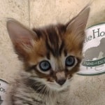 Savannah F-4SBT Brown Spotted female DOB 4-10-23