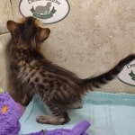 Savannah F-4SBT Brown Spotted female DOB 4-10-23