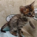 Savannah F-4SBT Brown Spotted female DOB 4-10-23