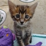 Savannah F-4SBT Brown Spotted female DOB 4-10-23