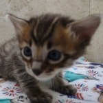 Savannah F-4SBT Brown Spotted female DOB 4-10-23