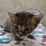 Savannah F-4SBT Brown Spotted female DOB 4-10-23