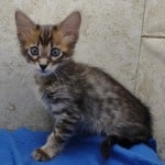 Savannah F-4SBT Brown Spotted female DOB 4-10-23