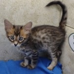 Savannah F-4SBT Brown Spotted female DOB 4-10-23