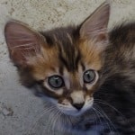 Savannah F-4SBT Brown Spotted female DOB 4-10-23