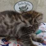 Savannah F-4SBT Brown Spotted female DOB 4-10-23