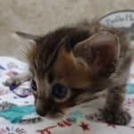 Savannah F-4SBT Brown Spotted female DOB 4-10-23