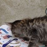 Savannah F-4SBT Brown Spotted female DOB 4-10-23