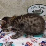 Savannah F-4SBT Brown Spotted female DOB 4-10-23