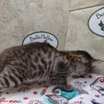 Savannah F-4SBT Brown Spotted female DOB 4-10-23