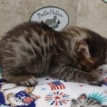 Savannah F-4SBT Brown Spotted female DOB 4-10-23