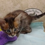 Savannah F-4SBT Brown Spotted female DOB 4-10-23