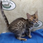 Savannah F-4SBT Brown Spotted female DOB 4-10-23