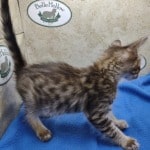 Savannah F-4SBT Brown Spotted female DOB 4-10-23