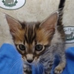 Savannah F-4SBT Brown Spotted female DOB 4-10-23