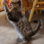 F-4SBT Brown Spotted savannah female