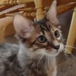 F-4SBT Brown Spotted savannah female