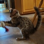 F-4SBT Brown Spotted savannah female