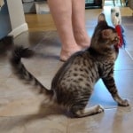 F-4SBT Brown Spotted savannah female