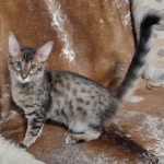 F-4SBT Brown Spotted savannah female