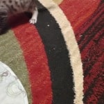 vvv