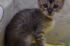 Savannah F-4SBT Brown Spotted Female