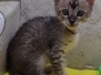 Savannah F-4SBT Brown Spotted Female