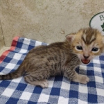 Savannah F-4 SBT Brown Spotted female DOB 3-24-24
