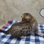 Savannah F-4 SBT Brown Spotted female DOB 3-24-24