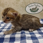 Savannah F-4 SBT Brown Spotted female DOB 3-24-24