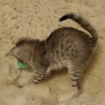 Savannah F-4 SBT Brown Spotted female DOB 3-24-24