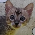 Savannah F-4 SBT Brown Spotted female DOB 3-24-24