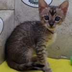 Savannah F-4 SBT Brown Spotted female DOB 3-24-24