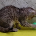 Savannah F-4 SBT Brown Spotted female DOB 3-24-24