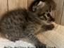 Savannah F-4SBT Brown Spotted Female Sydney DOB 6-9-26