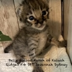 Savannah Kitten Sydney-6.26.2026a