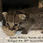 Savannah kitten Sydney-6.26.2026b