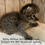 Savannah Kitten Sydney-6.26.2026c