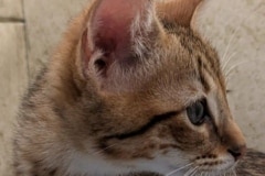 Savannah F-4SBT Brown Spotted Kitten Male #2  DOB 6-14-25