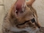 Savannah F-4SBT Brown Spotted Kitten Male #2  DOB 6-14-25