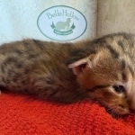 1_F-4SBT-Savannah-Male-Kitten-b