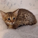 F-4SBT-Male-Kitten-2-a