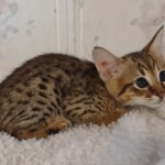 F-4SBT-Male-Kitten-2-b