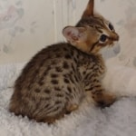 F-4SBT-Male-Kitten-2-c