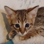 F-4SBT-Male-Kitten-2-d