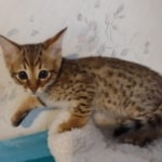 F-4SBT-Male-Kitten-2-e