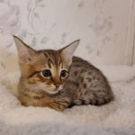 F-4SBT-Male-Kitten-2