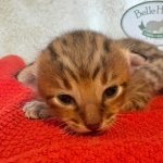 F-4SBT-Savannah-Male-Kitten-a