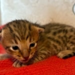 F-4SBT-Savannah-Male-Kitten